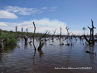 AIV045 Avicennia germinans.JPG
