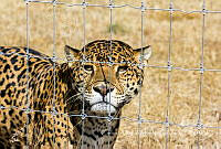 CAMG002 Panthera onca.jpg