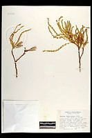 102083 Quercus tuberculata.jpg