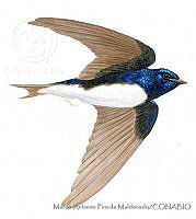 MAPM1143 Progne sinaloae.jpg