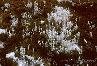 EHX0215 Ceratiomyxa sp..JPG