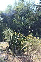 SG002 0017 Agave salmiana.jpg