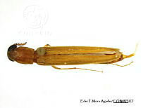 EFM0050 Melittomma brasiliense.JPG