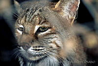 HBB0096 Lynx rufus.jpg