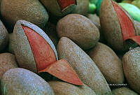 3R 00775 Pouteria sapota.jpg