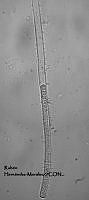 NE002 0060 Leptolyngbya boryana_40X_1.jpg