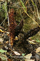 AKGC014 Conopholis alpina.JPG
