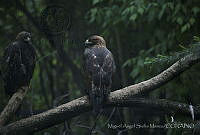 MASM06350 Aquila chrysaetos.jpg