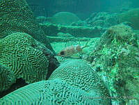 CGG0572 Holocentrus rufus.JPG