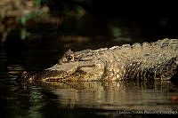HBB0153 Caiman crocodilus.jpg