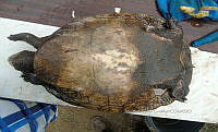 NE017 357 Dermatemys mawii.jpg