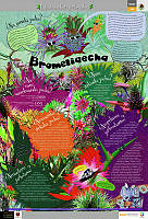 PUREPECHA_bromelias.jpg