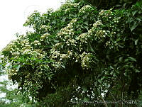 SHSM0013 Calycophyllum candidissimum.jpg