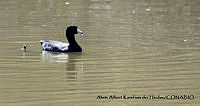 AAKVDH 0402 Fulica americana.JPG