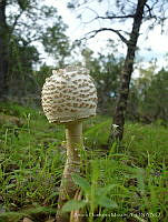 AHM001 Macrolepiota procera.jpg
