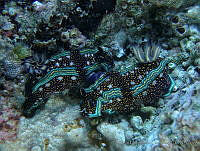 AEG0071 Felimare agassizii.jpg