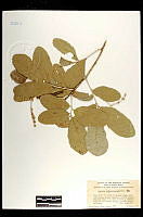 102004 Quercus chihuahuensis.jpg