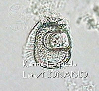 KEL0074 Citharistes regius.JPG