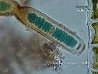 KT016 0038 Petalonema  sp..jpg