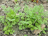 RG055 0025 Coriandrum sativum.jpg