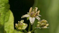 SM0070 Asclepias hirtella.jpg