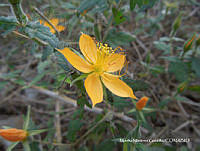 proy JF091 0275 Mentzelia hispida Willd..JPG