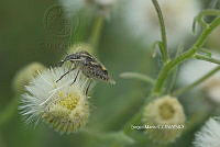 SM0365 Agonoscelis puberula.jpg