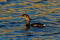 VOAP0088 Podilymbus podiceps.jpg