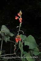 JDA D 00597 Phaseolus coccineus.jpg