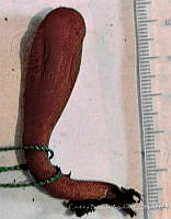 CBA0064 Clavariadelphus pistillaris.JPG