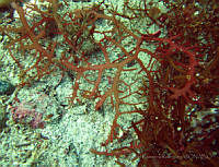 RRR113 Agardhiella mexicana.jpg