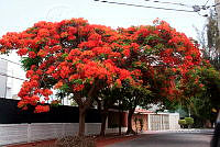 CGL4918 Delonix regia.jpg