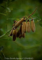 FBA1237 Crotalaria purdieana.jpg