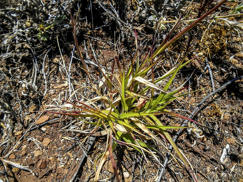 GECI%20L046%20037%20Pennisetum%20setaceum.JPG.nyfZkZb0MX9LgxVjQA3g0JtbmFja29CbnFuZ3NAbXJ6LGtwZwA.q5TVKfCWTr