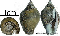 KT014 0669 Columbella aureomexicana.JPG