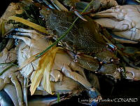 LRP0342 Callinectes sp..jpg