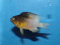 FMZ 0121 Stegastes partitus.JPG