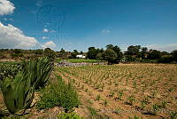 IDG0836 Opuntia sp..jpg