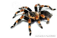 JDBP0074 Brachypelma smithi.jpg