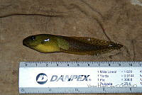 VHL0532 Lithobates catesbeianus.jpg