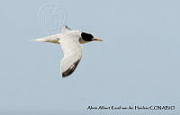 AAKVDH 0064 Sternula antillarum.JPG