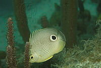 IDG1698 Chaetodon capistratus.jpg