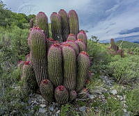 DGT12 Ferocactus pilosus.jpg