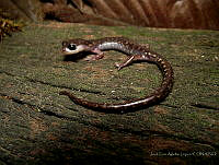 JLAL0012 Pseudoeurycea melanomolga.jpg