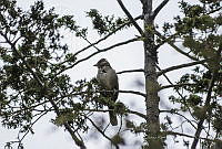 JRRO0082 Melozone fusca.jpg