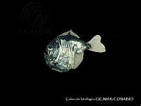 CICIMAR0499 Sternoptyx diaphana.jpg