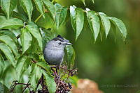 JGG03 Passeriformes.jpg