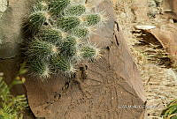 3R 01281 Echinocereus stramineus.jpg