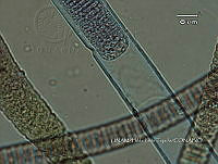 KT016 0029 Lyngbya sp..jpg