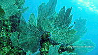 NE018 0368 Acropora palmata.jpg